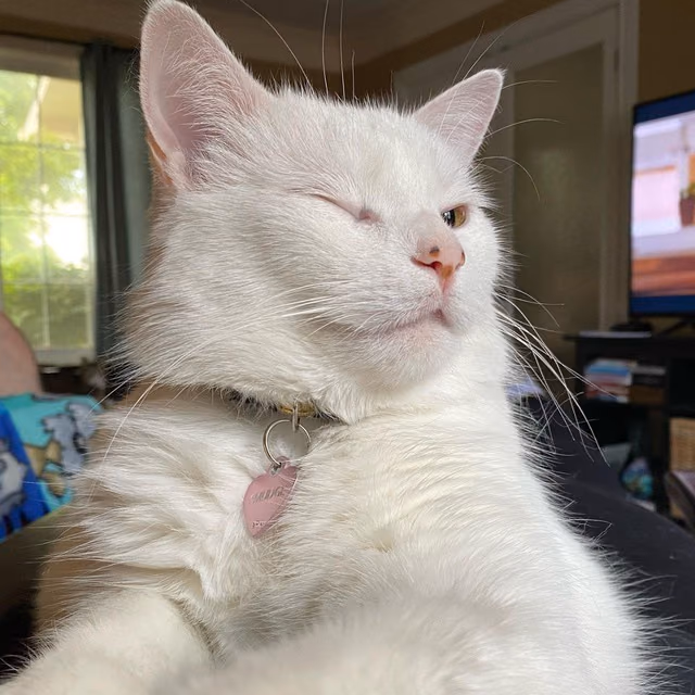 SmudgeLord